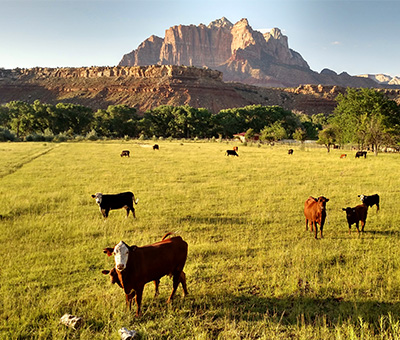 Image for From the Farm Connects Utahns With Local Food Producers